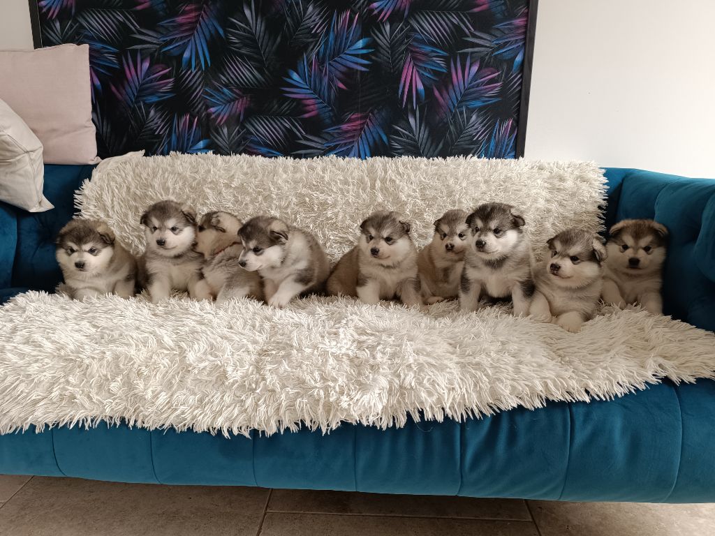 chiot Alaskan Malamute Du Rêve Arctique